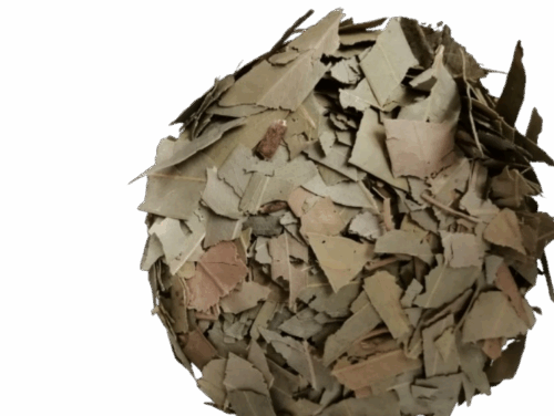 Eucalipto