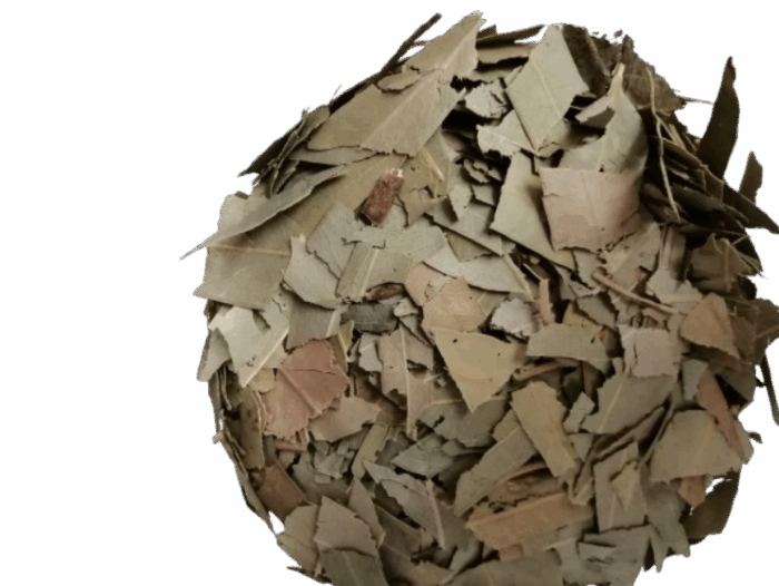Eucalipto