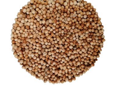 CILANTRO GRANO