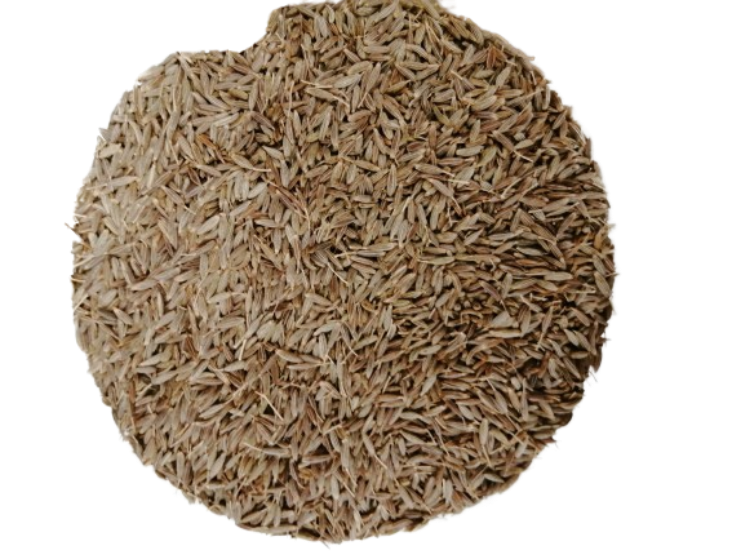 COMINO EN GRANO