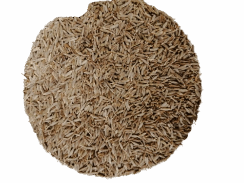 COMINO EN GRANO