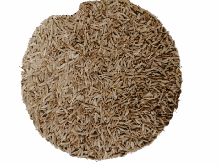 COMINO EN GRANO