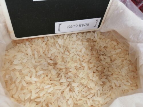 Arroz lotto